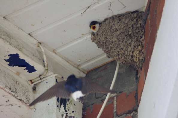 03 July 2020 - 14-35-15.jpg
Back to mother and baby feeding time with the neighbour's house martins (two words - one word was a band)
--------------------------
House Martins feeding